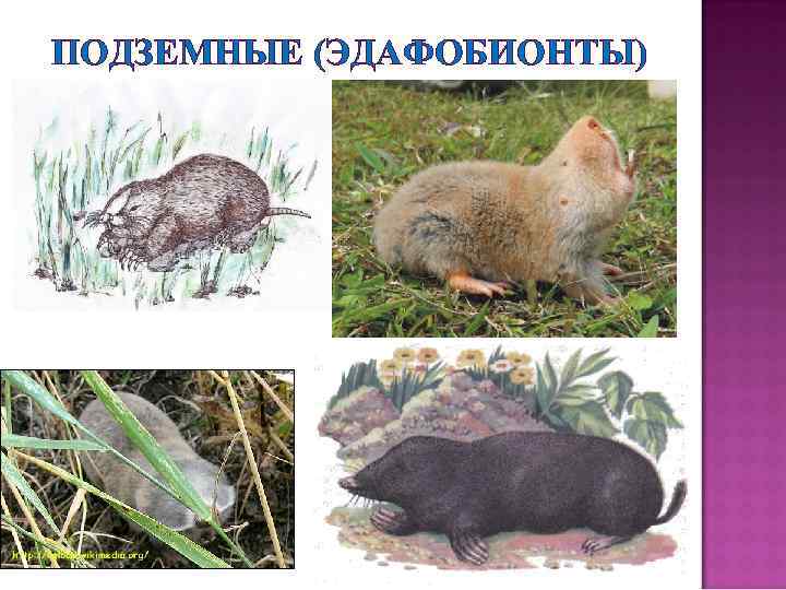 ПОДЗЕМНЫЕ (ЭДАФОБИОНТЫ) 