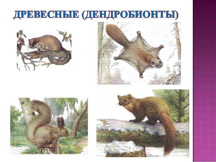 ДРЕВЕСНЫЕ (ДЕНДРОБИОНТЫ) 