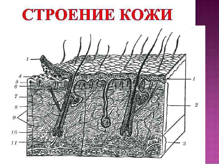 СТРОЕНИЕ КОЖИ 