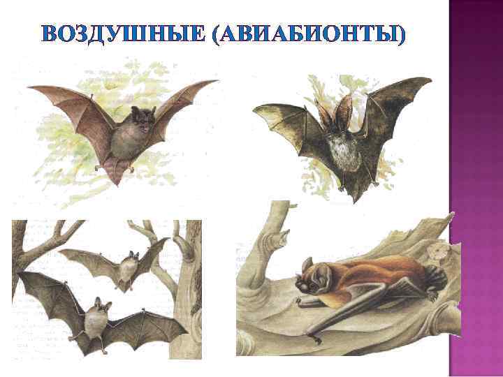 ВОЗДУШНЫЕ (АВИАБИОНТЫ) 