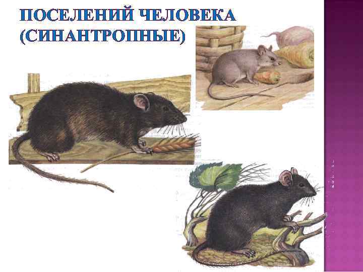 ПОСЕЛЕНИЙ ЧЕЛОВЕКА (СИНАНТРОПНЫЕ) 