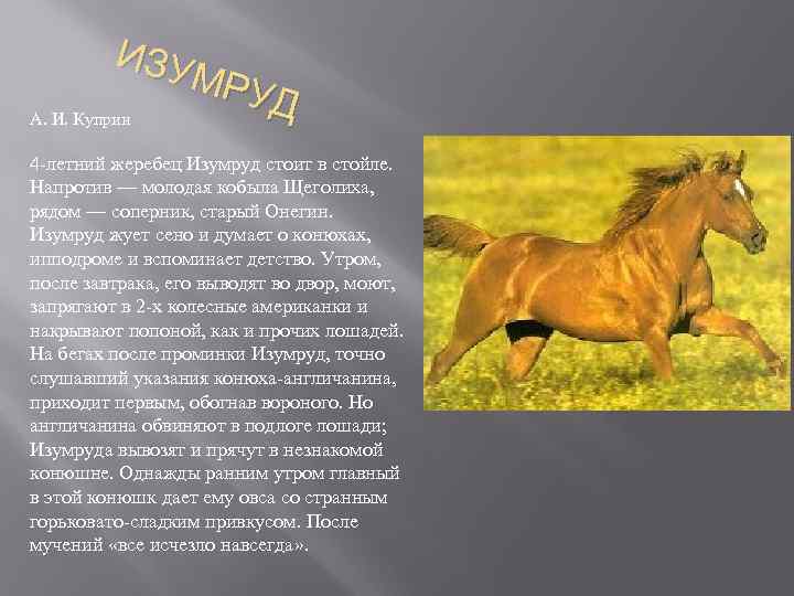ИЗУ МРУ Д А. И. Куприн 4 -летний жеребец Изумруд стоит в стойле. Напротив