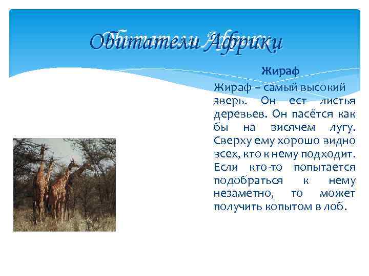 Обитатели Африки Жираф – самый высокий зверь. Он ест листья деревьев. Он пасётся как