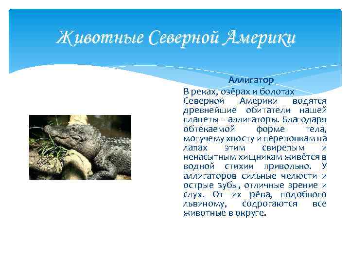 Животные Северной Америки Аллигатор В реках, озёрах и болотах Северной Америки водятся древнейшие обитатели