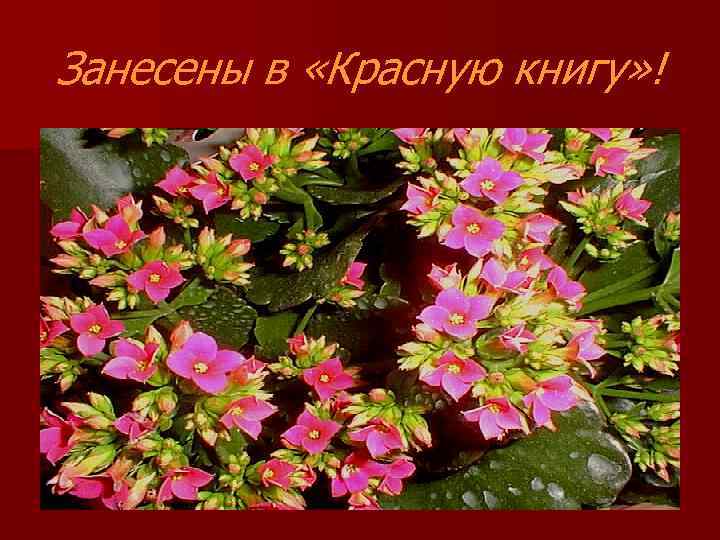 Занесены в «Красную книгу» ! 