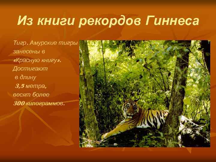 Из книги рекордов Гиннеса Тигр. Амурские тигры занесены в «Красную книгу» . Достигают в