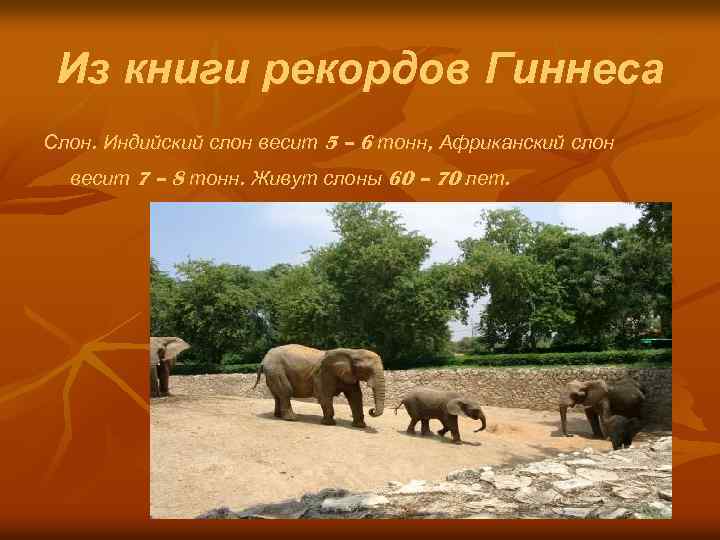 Из книги рекордов Гиннеса Слон. Индийский слон весит 5 – 6 тонн, Африканский слон