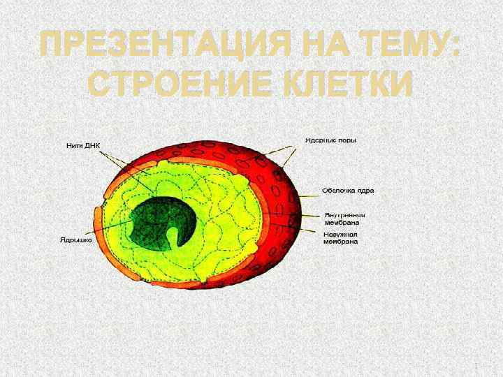 ПРЕЗЕНТАЦИЯ НА ТЕМУ: СТРОЕНИЕ КЛЕТКИ 1 