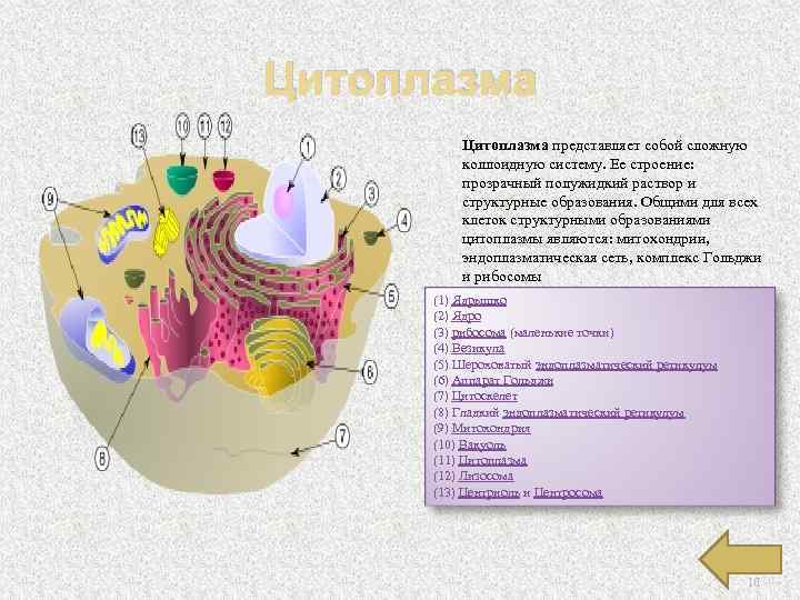 Цитоплазма представляет собой сложную коллоидную систему. Ее строение: прозрачный полужидкий раствор и структурные образования.