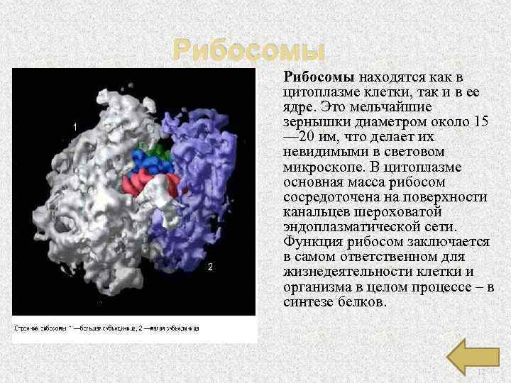 Рибосомы находятся как в цитоплазме клетки, так и в ее ядре. Это мельчайшие зернышки