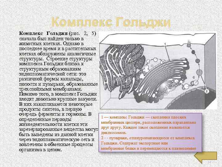 Комплекс Гольджи Комплекс Гольджи (рис. 2, 5) сначала был найден только в животных клетках.