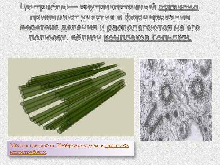 Центрио ль — внутриклеточный органоид, принимают участие в формировании веретена деления и располагаются на