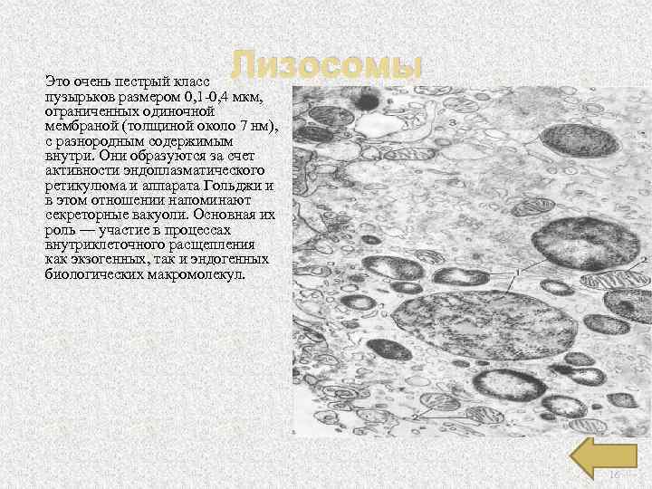  Лизосомы Это очень пестрый класс пузырьков размером 0, 1 -0, 4 мкм, ограниченных