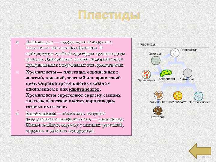 Пластиды Лейкопласты — неокрашенные пластиды, выполняют запасающую функцию. В лейкопластах клубней картофеля накапливается крахмал.