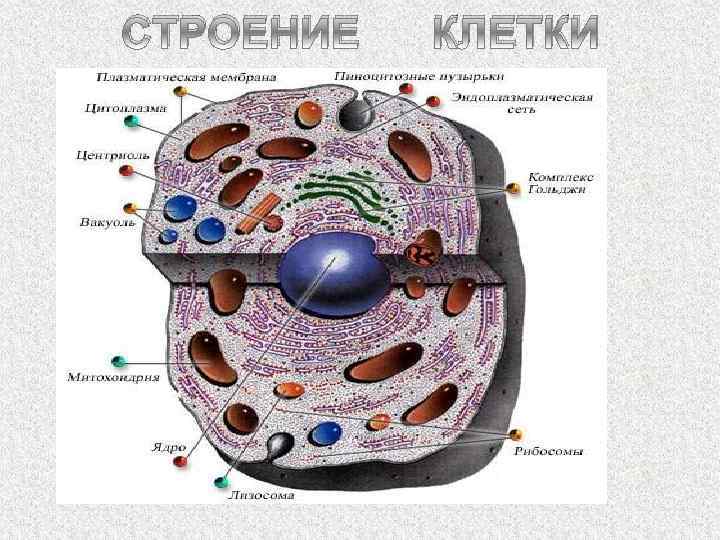 СТРОЕНИЕ КЛЕТКИ 