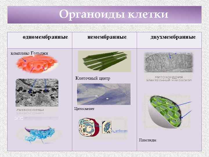 Органоиды клетки одномембранные немембранные двухмембранные комплекс Гольджи Клеточный центр Цитоскелет ЭПС Пластиды 