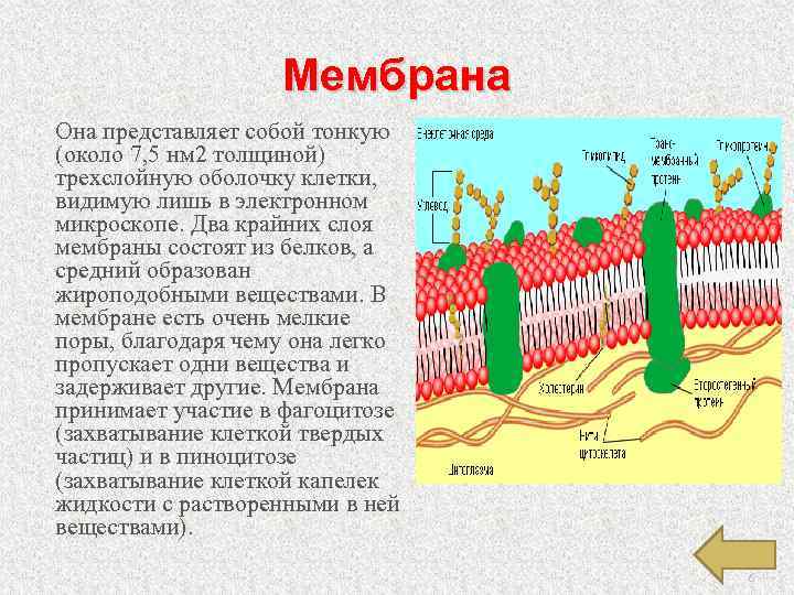 Слои мембраны