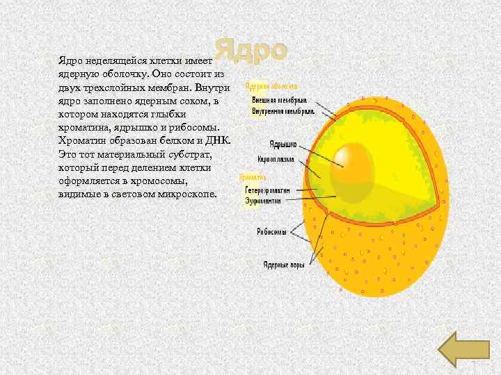 Ядро клетки это. Хроматин ядерный сок ядрышко ядерная мембрана. Схема ядро мембрана ядерный сок хроматин. Ядро из мембрана ядерный сок ядрышко и. Ядро неделяющийся клетки.