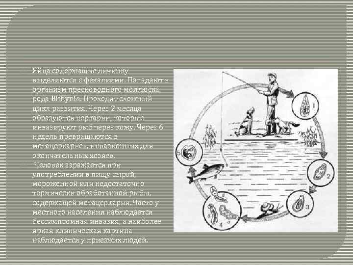  Яйца содержащие личинку выделяются с фекалиями. Попадают в организм пресноводного моллюска рода Bithynia.