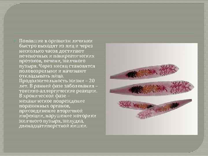  Попавшие в организм личинки быстро выходят из яиц и через несколько часов достигают
