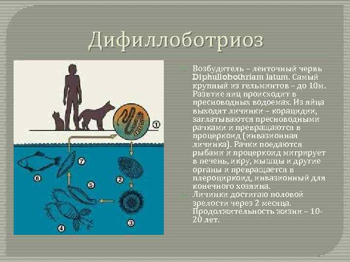 Дифиллоботриоз Возбудитель – ленточный червь Diphullobothriam latum. Самый крупный из гельминтов – до 10