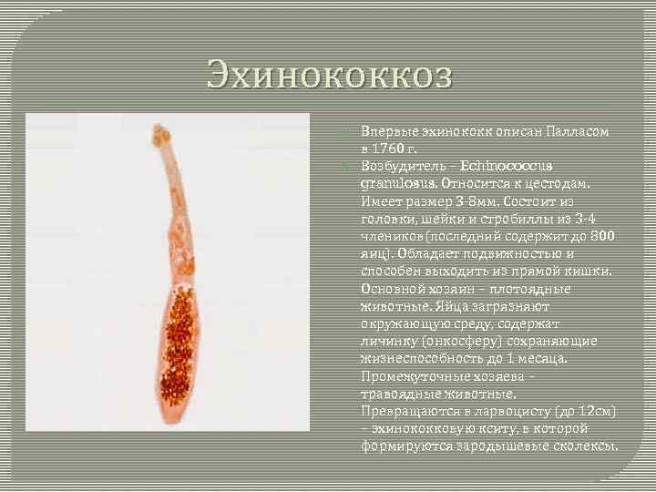 Эхинококкоз Впервые эхинококк описан Палласом в 1760 г. Возбудитель – Echinococcus granulosus. Относится к