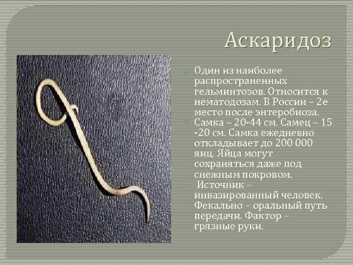 Аскаридоз Один из наиболее распространенных гельминтозов. Относится к нематодозам. В России – 2 е