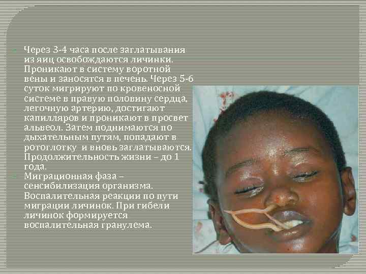  Через 3 -4 часа после заглатывания из яиц освобождаются личинки. Проникают в систему