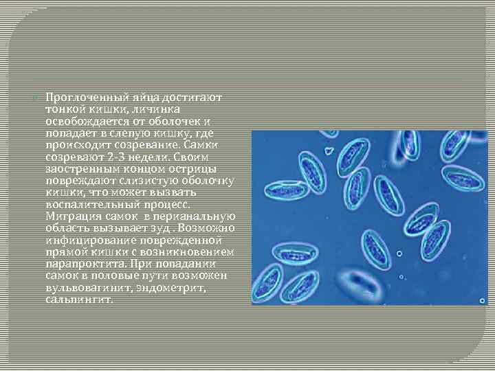  Проглоченный яйца достигают тонкой кишки, личинка освобождается от оболочек и попадает в слепую