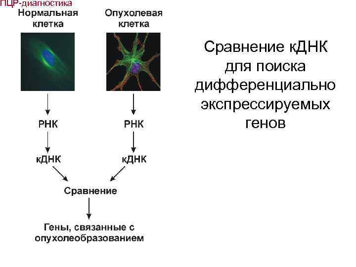 ПЦР-диагностика Сравнение к. ДНК для поиска дифференциально экспрессируемых генов 