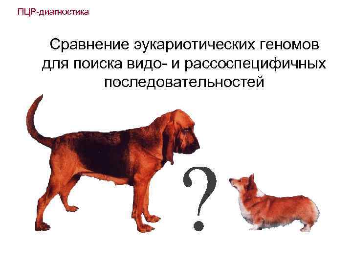 ПЦР-диагностика Сравнение эукариотических геномов для поиска видо- и рассоспецифичных последовательностей • ? 