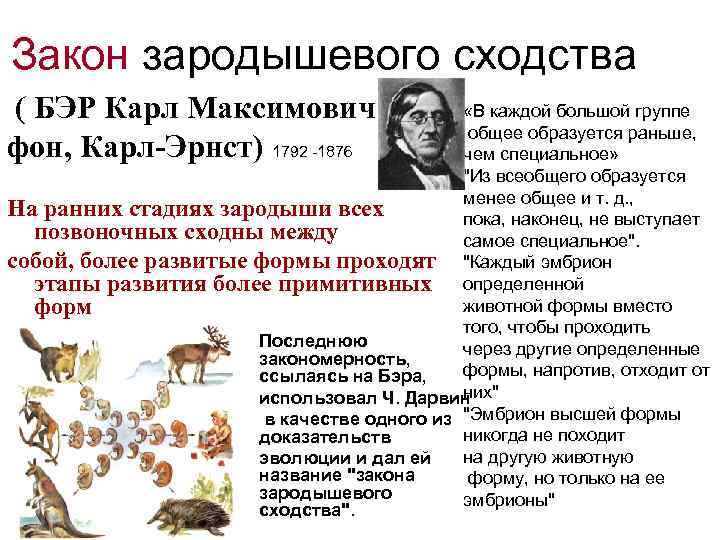 Закон зародышевого сходства ( БЭР Карл Максимович / фон, Карл-Эрнст) 1792 -1876 «В каждой