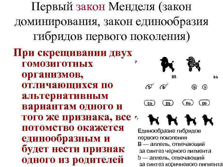 Первый закон Менделя (закон доминирования, закон единообразия гибридов первого поколения) При скрещивании двух гомозиготных