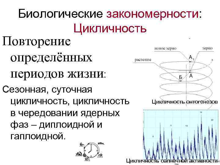 Биологические закономерности: Цикличность Повторение определённых периодов жизни: Сезонная, суточная цикличность, цикличность в чередовании ядерных