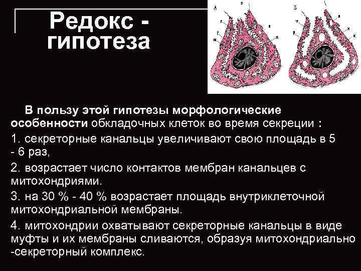 Редокс гипотеза В пользу этой гипотезы морфологические особенности обкладочных клеток во время секреции :