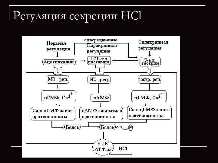 Регуляция секреции HCl 