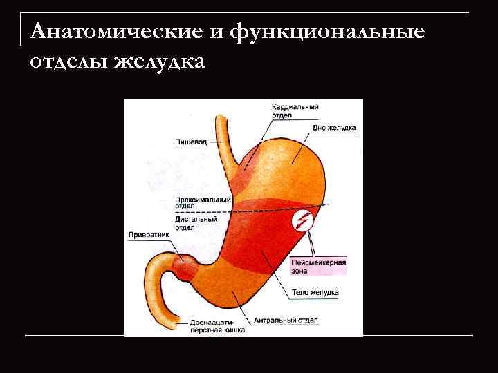 Отделы живота. Строение желудка антральный отдел. Препилорический отдел желудка. Кардиальный и пилорический отделы желудка. Желудок кардиальный отдел желудка.