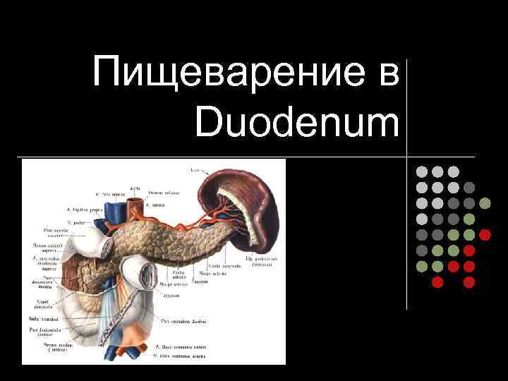 Пищеварение в Duodenum 