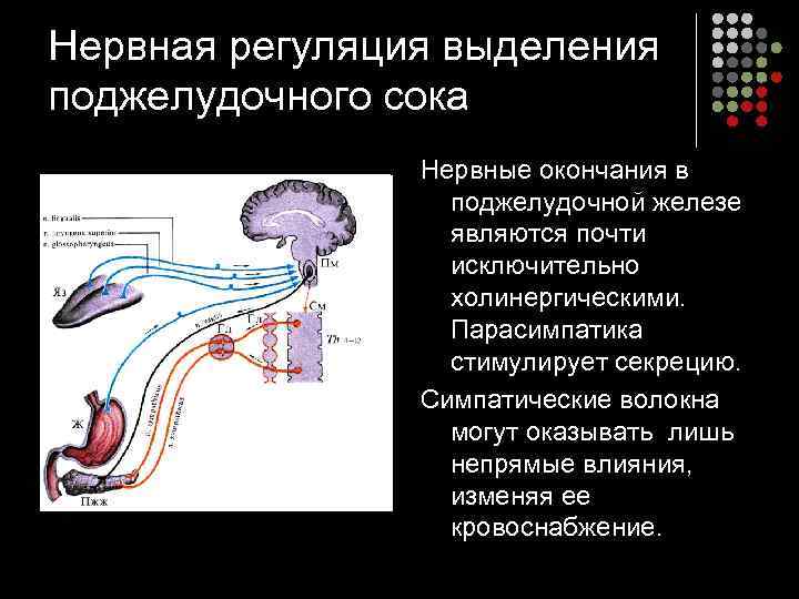 Нервная регуляция выделения поджелудочного сока Нервные окончания в поджелудочной железе являются почти исключительно холинергическими.