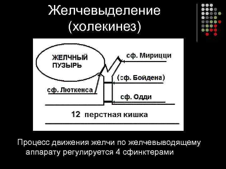 Желчевыделение (холекинез) Процесс движения желчи по желчевыводящему аппарату регулируется 4 сфинктерами 