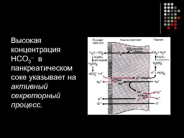 Высокая концентрация НСО 3– в панкреатическом соке указывает на активный секреторный процесс. 