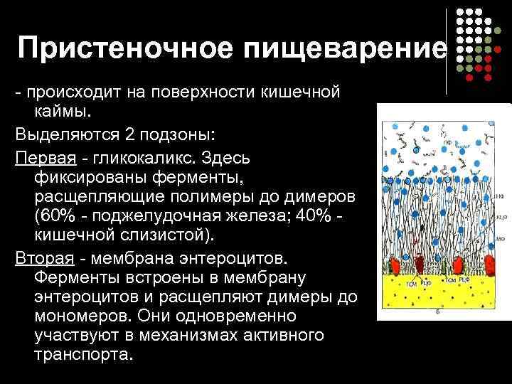 Пристеночное пищеварение происходит на поверхности кишечной каймы. Выделяются 2 подзоны: Первая гликокаликс. Здесь фиксированы