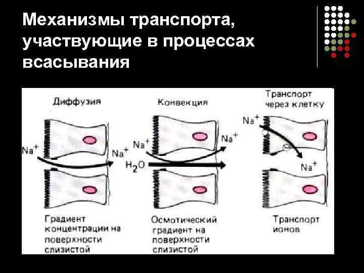 Механизмы транспорта, участвующие в процессах всасывания 