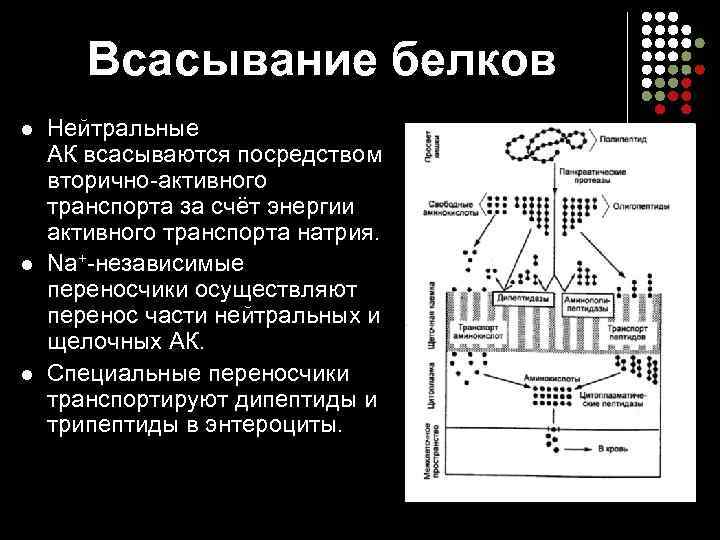 Всасывание белков l l l Нейтральные АК всасываются посредством вторично активного транспорта за счёт