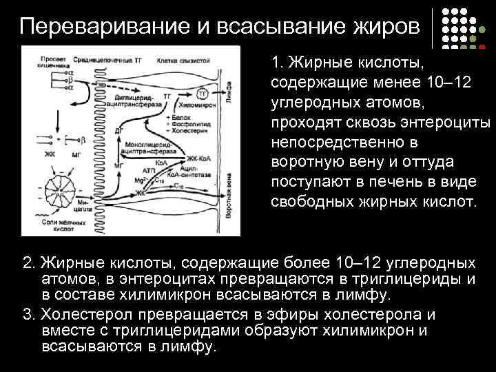Переваривание и всасывание жиров 1. Жирные кислоты, содержащие менее 10– 12 углеродных атомов, проходят
