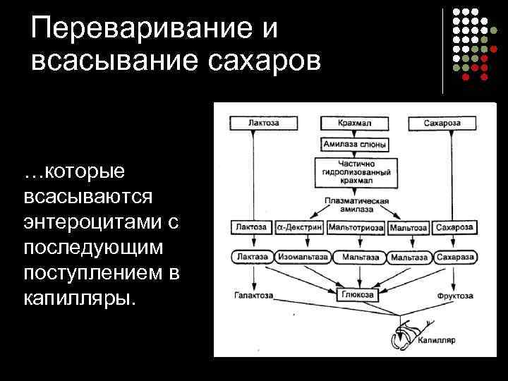 Переваривание и всасывание сахаров …которые всасываются энтероцитами с последующим поступлением в капилляры. 