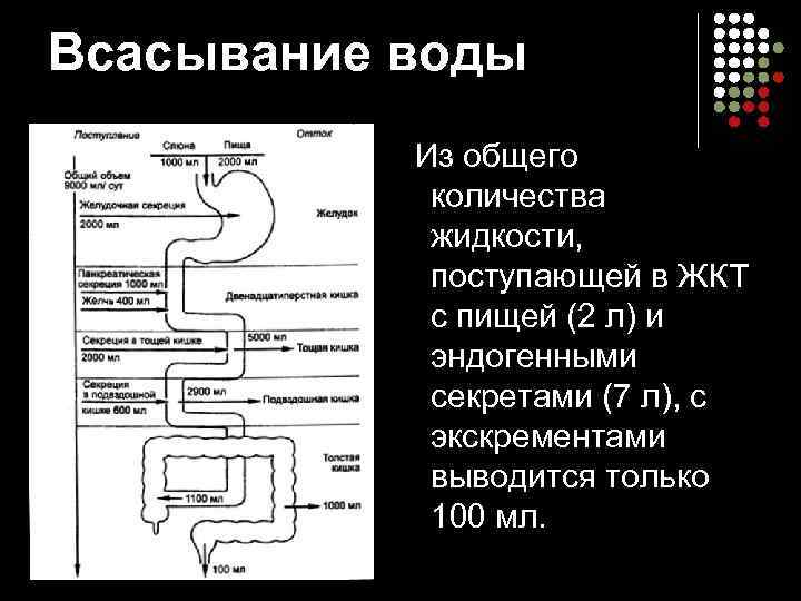 Всасывание воды Из общего количества жидкости, поступающей в ЖКТ с пищей (2 л) и