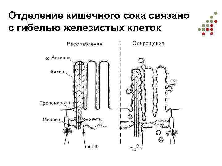 Отделение кишечного сока связано с гибелью железистых клеток 