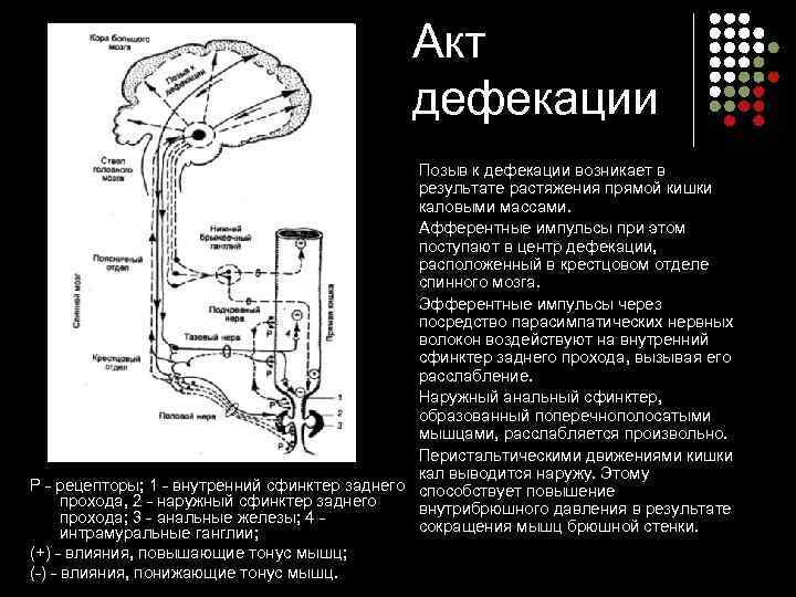 Акт дефекации Позыв к дефекации возникает в результате растяжения прямой кишки каловыми массами. Афферентные