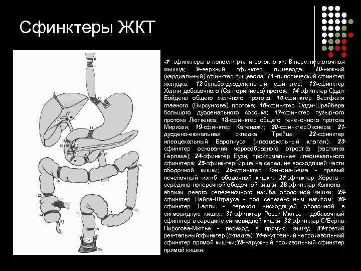 Сфинктеры ЖКТ -7 - сфинктеры в полости рта и ротоглотки; 8 перстнеглоточная мышца; 9